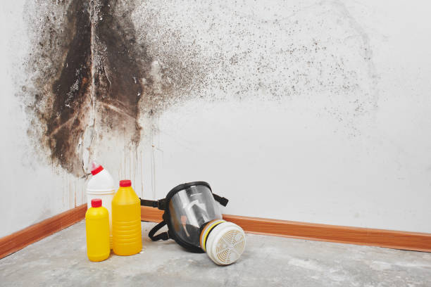 Best Mold Testing and Inspection Services in White Cloud, MI