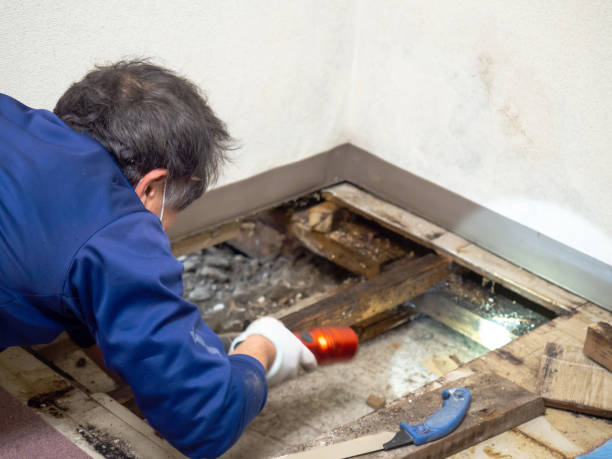 White Cloud, MI Mold Remediation Company