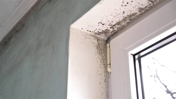 Best DIY Mold Remediation Support Services in White Cloud, MI