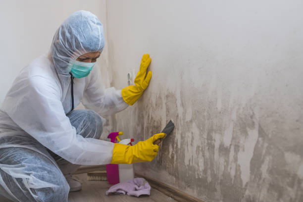 Best Post-Remediation Services in White Cloud, MI