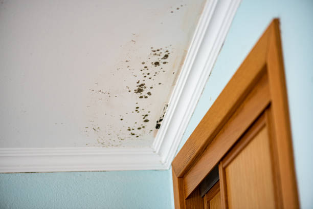 Best Basement Mold Remediation in White Cloud, MI