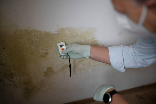 Best Emergency Mold Remediation in White Cloud, MI