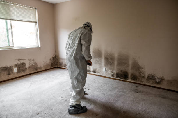 Best Black Mold Remediation in White Cloud, MI