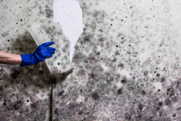 Best Mold Remediation for Specific Building Types in White Cloud, MI